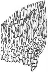 Camptochaete pulvinata. Alar cells of branch leaf. Drawn from B.H. Macmillan 93/95, CHR 506181.
 Image: R.C. Wagstaff © New Zealand Institute for Bioeconomy Science 2026 CC-BY 3.0 NZ